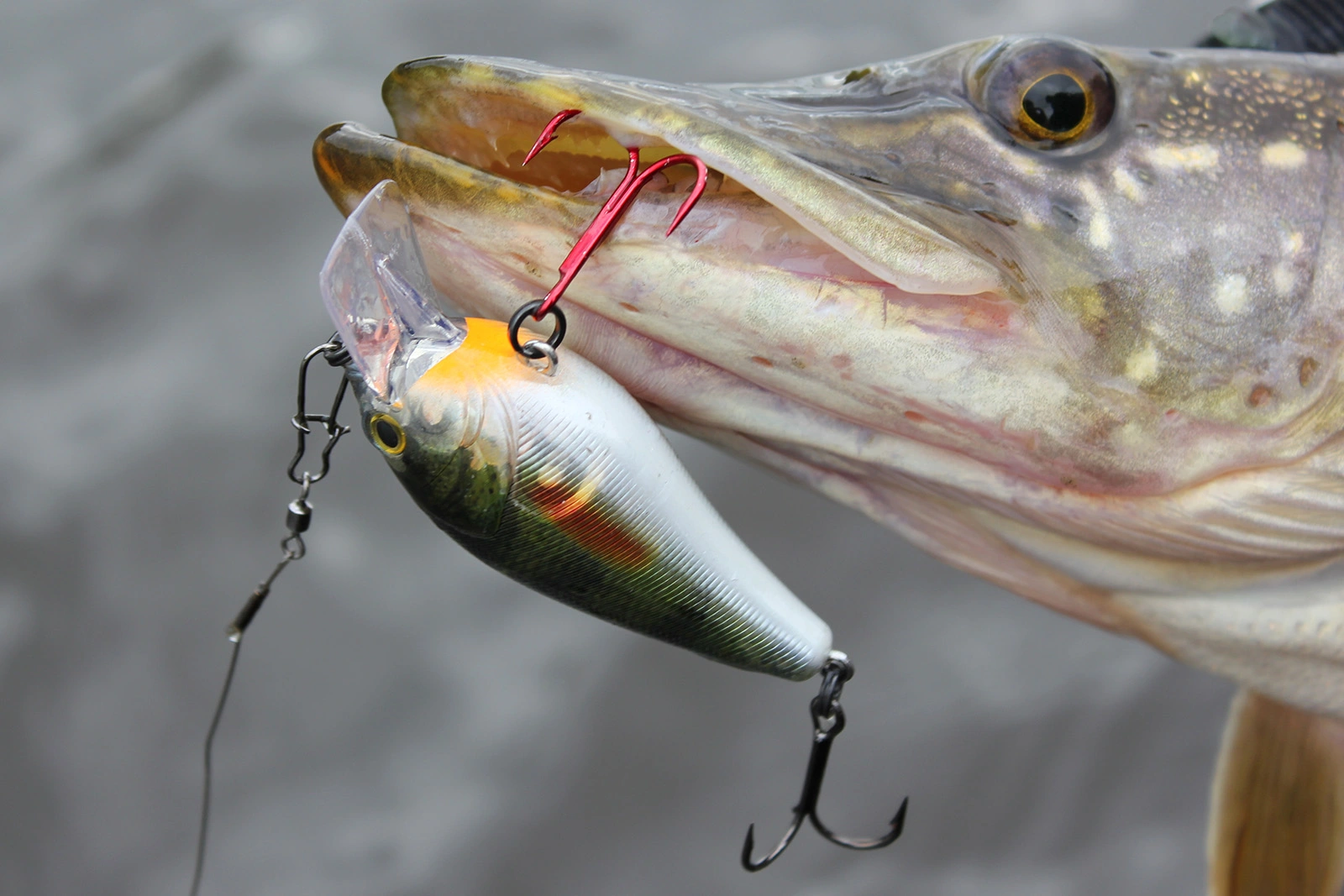 Voorpagina 22 Voorpagina -Aanbiedingen Fischköder Winkel 6598