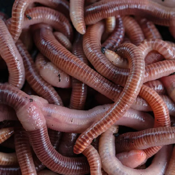 Nash Wormcell 3 Nash Wormcell